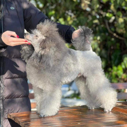 Poodle Irkının Boyutları